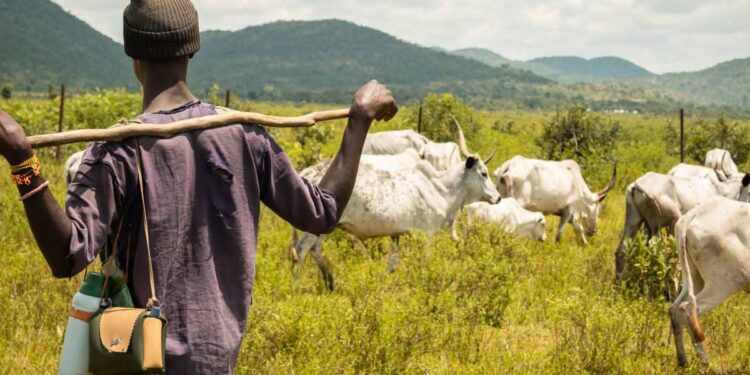 Miyetti Allah Pushes Back Against U.S. Sanctions Threat, Rejects Allegations of Violence